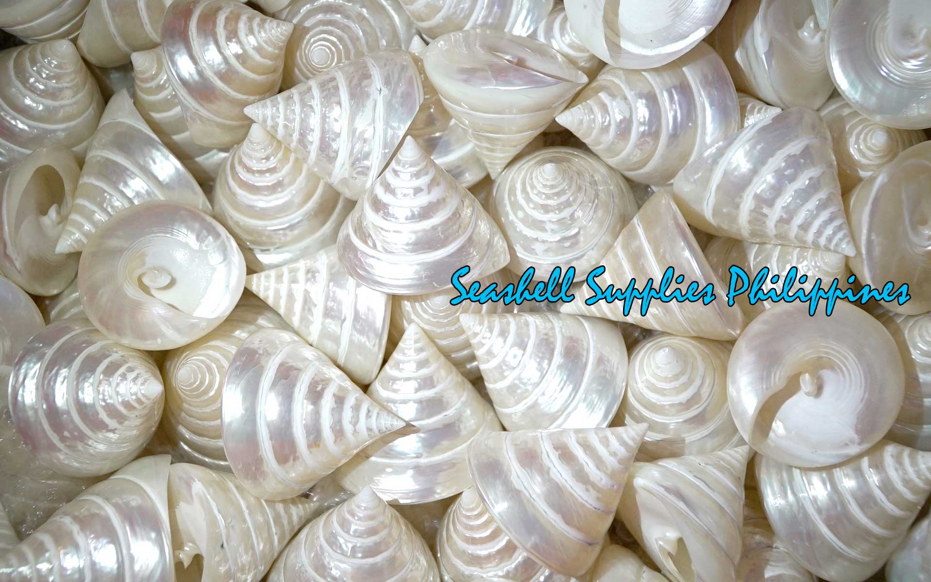 Troca Pearlized White | Shaped Top | Trochnus Conus | 2 - 4 Inches