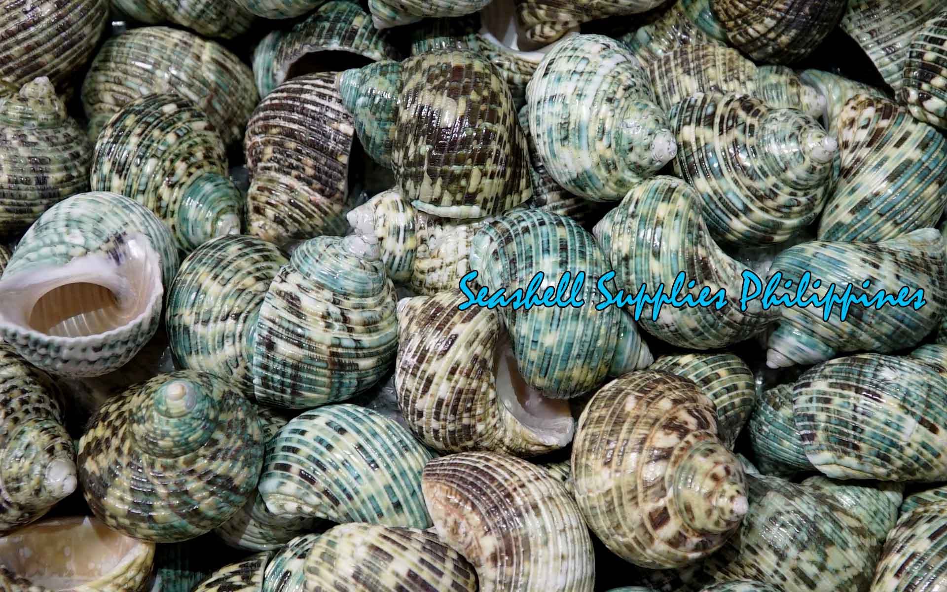 Turbo Green Natural | Buffed | Crass Turban | 1 - 3.9 Inches