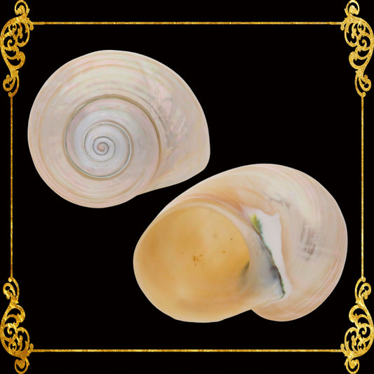 Turbo Green | Pearlized | Turbo Mamoratus | 1.5 - 3 Inches
