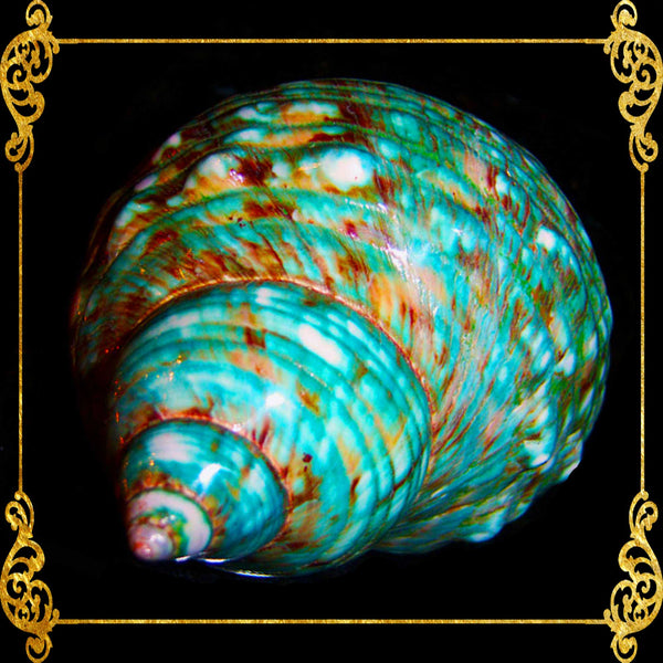 Turbo Green Burgees | Green Turbo |Turbo Mamoratus | 3 - 4 Inches