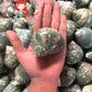 Turbo Green Burgees | Green Turbo |Turbo Mamoratus | 3 - 4 Inches