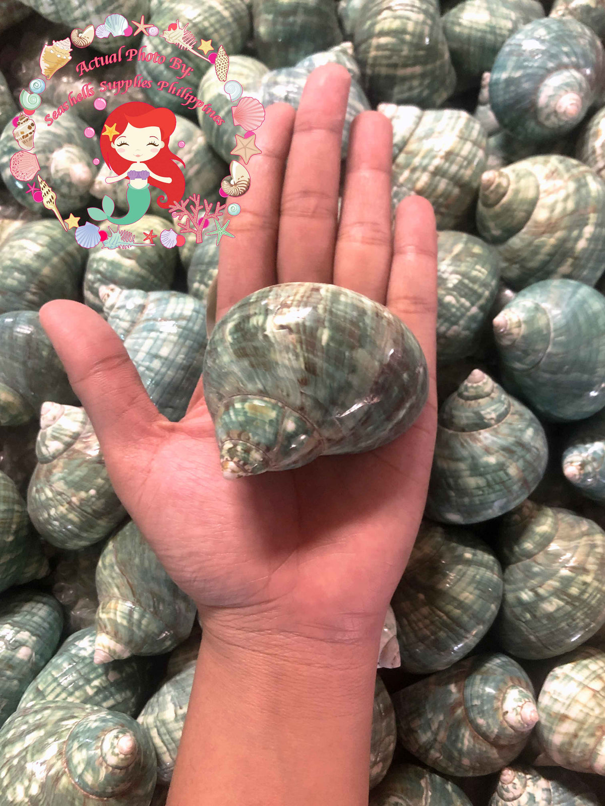 Turbo Green Burgees | Green Turbo |Turbo Mamoratus | 3 - 4 Inches
