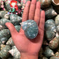 Turbo Green Burgees | Green Turbo | Turbo Mamoratus | 2 - 3 Inches