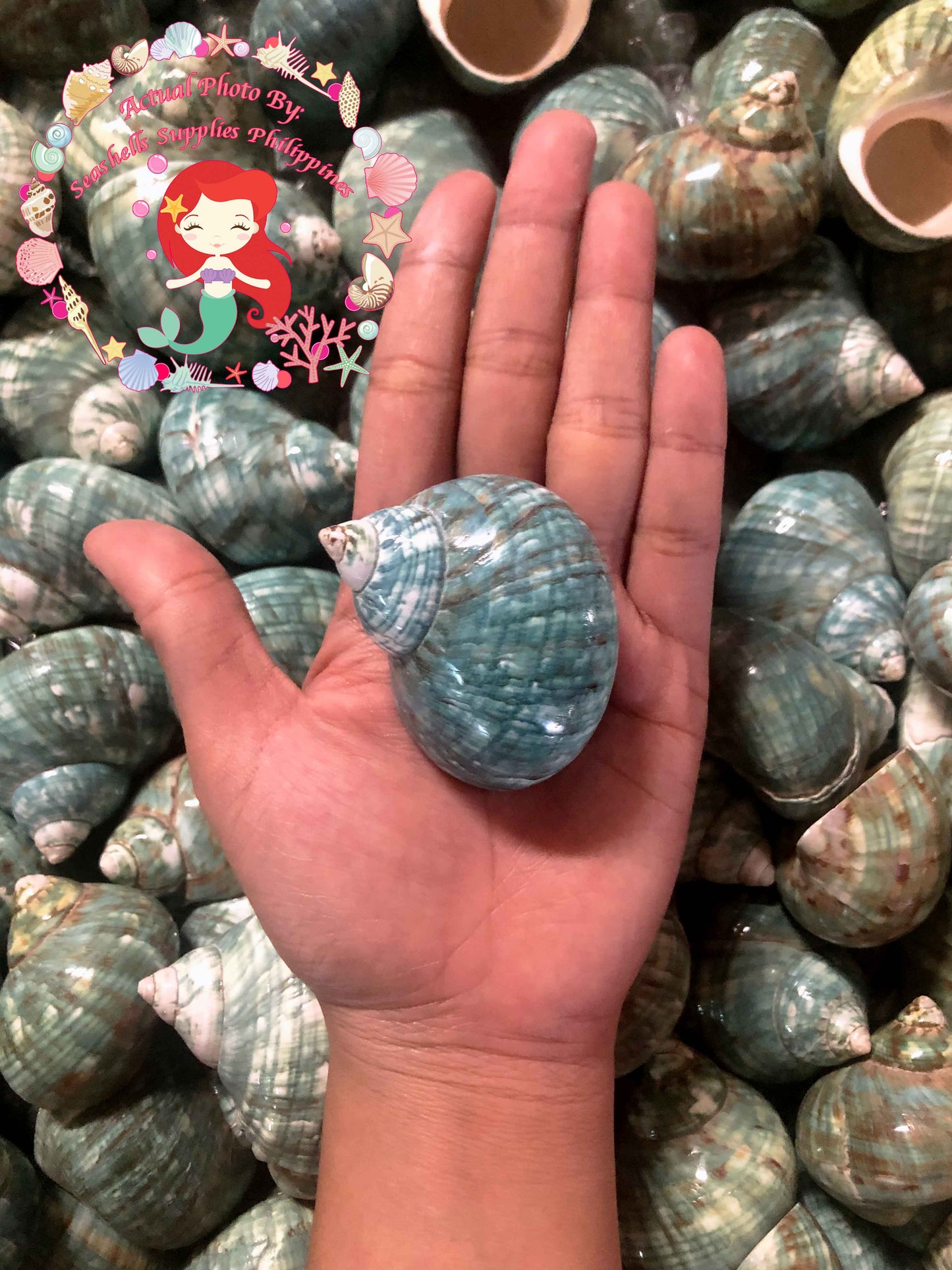 Turbo Green Burgees | Green Turbo | Turbo Mamoratus | 2 - 3 Inches