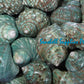 Turbo Green Burgees | Green Turbo |Turbo Mamoratus | 3 - 4 Inches
