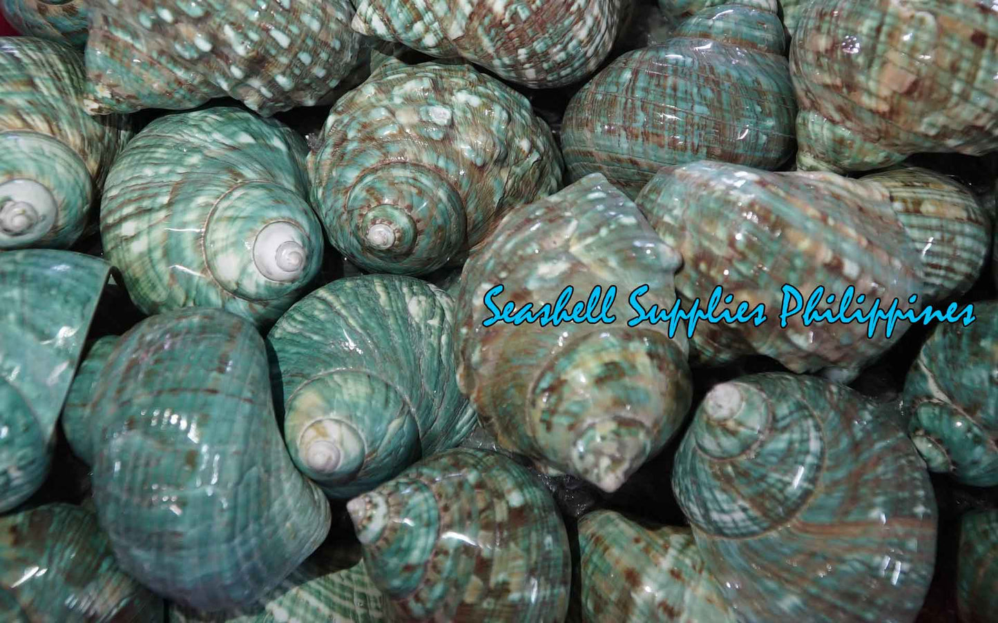 Turbo Green Burgees | Green Turbo |Turbo Mamoratus | 3 - 4 Inches