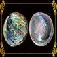 Abalone Paua | Blackfoot Paua | Rainbow Abalone | 4 Inches
