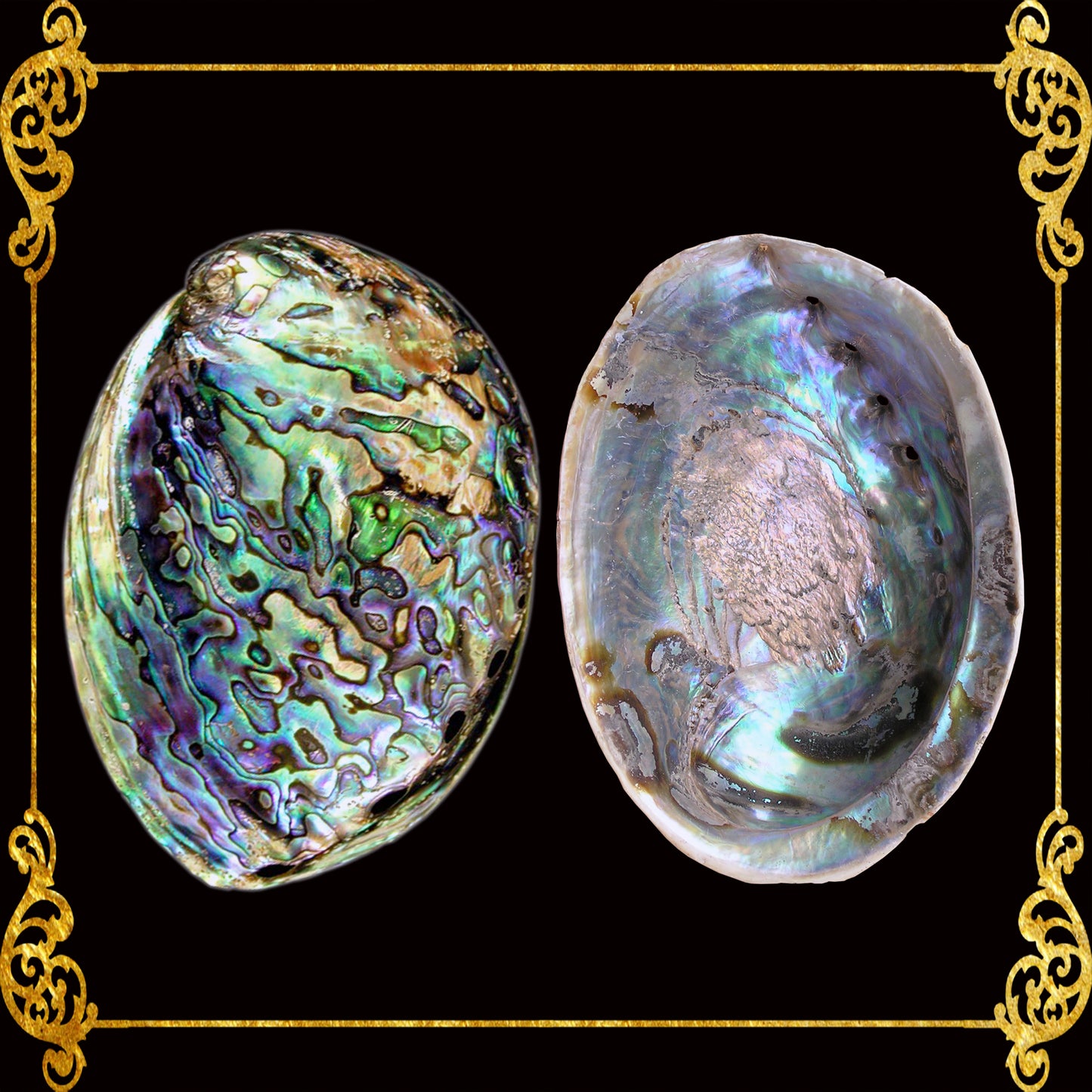 Abalone Paua | Blackfoot Paua | Rainbow Abalone | 4 Inches