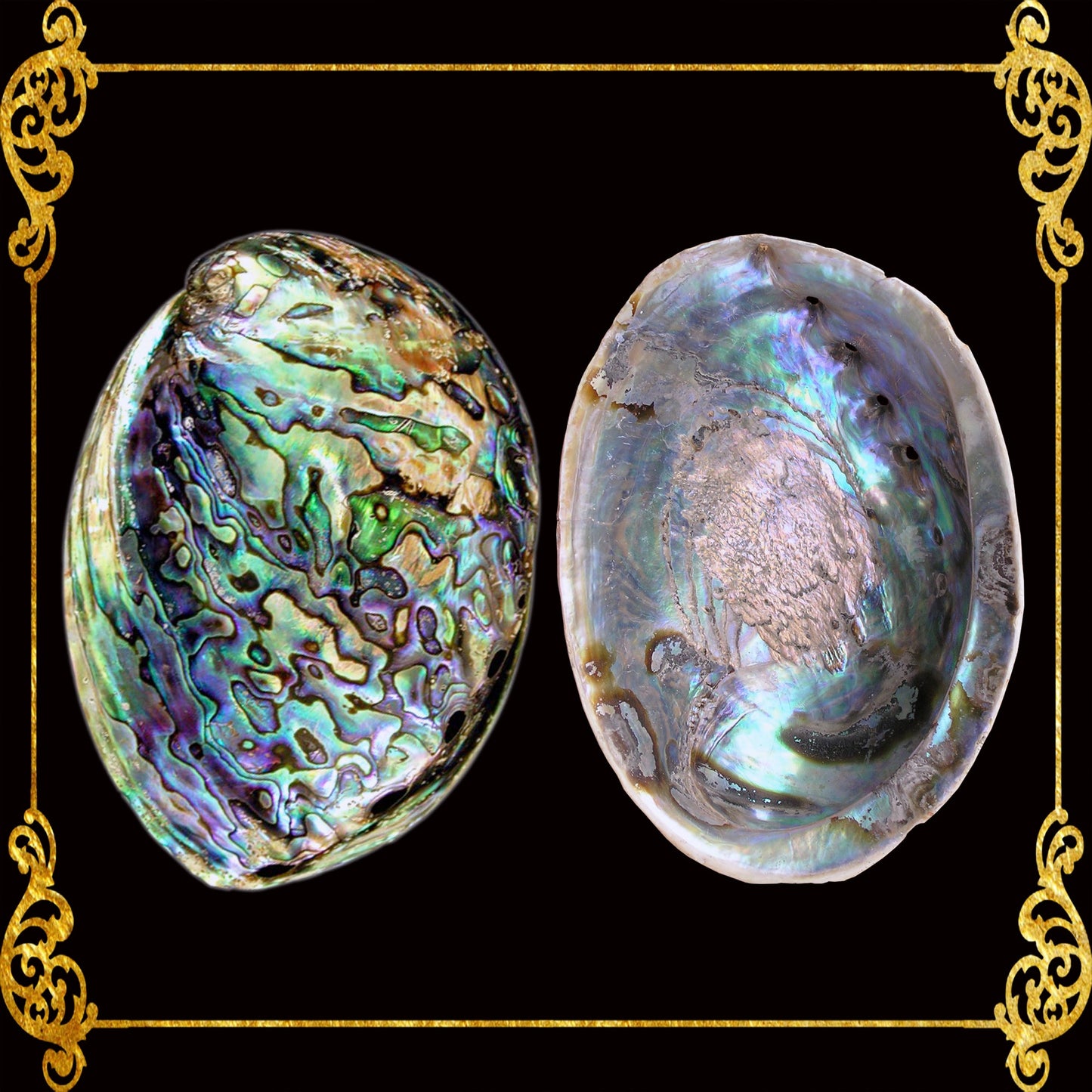 Abalone Paua | Blackfoot Paua | Rainbow Abalone | 5 Inches