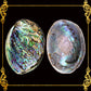 Abalone Paua | Blackfoot Paua | Rainbow Abalone | 6 Inches | Large