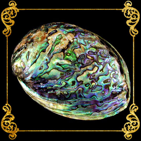 Abalone Paua | Blackfoot Paua | Rainbow Abalone | 4 Inches