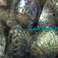 Abalone Paua | Blackfoot Paua | Rainbow Abalone | 6 Inches | Large