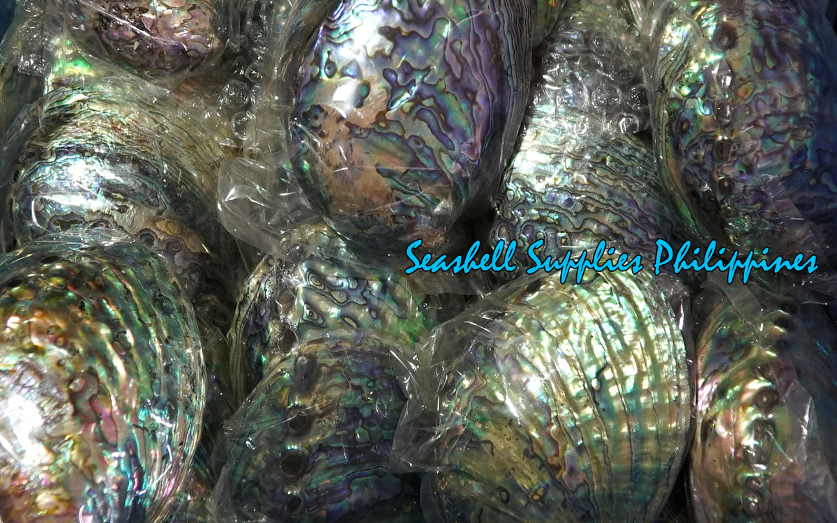 Abalone Paua | Blackfoot Paua | Rainbow Abalone | 4-6 Inches