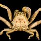 Samurai Crab (Heikeopsis japonica) | Preserved Crab Specimen | Real Heike Crab