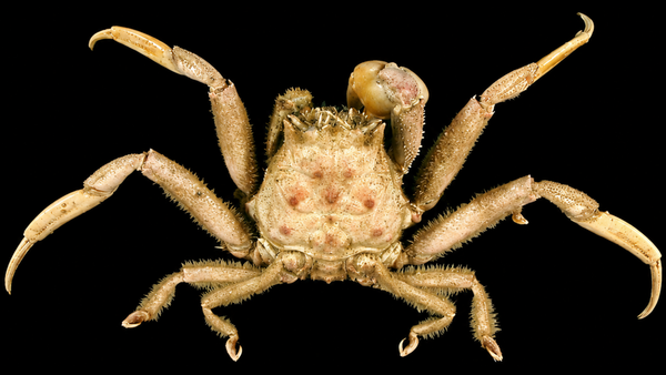 Samurai Crab (Heikeopsis japonica) | Preserved Crab Specimen | Real Heike Crab