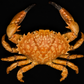 Sawedged Spooner (Etisus utilis) | Preserved Crab Specimen | Real Saw-edged Spooner Crab