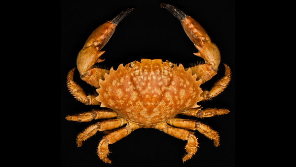 Sawedged Spooner (Etisus utilis) | Preserved Crab Specimen | Real Saw-edged Spooner Crab