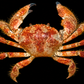 Scaly Rock Crab (Plagusia squamosa) | Preserved Crab Specimen | Real Marine Crab