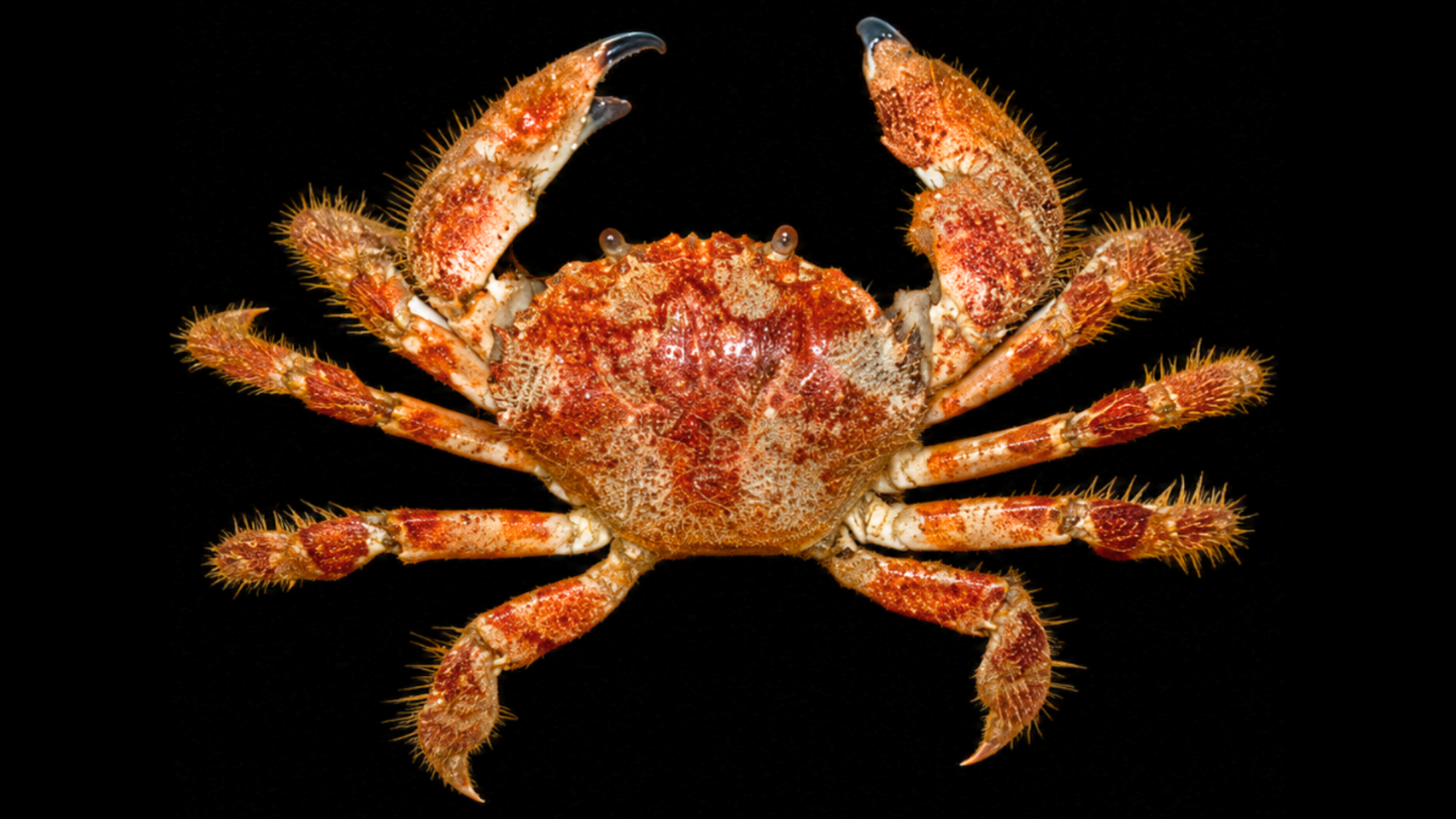 Scaly Rock Crab (Plagusia squamosa) | Preserved Crab Specimen | Real Marine Crab