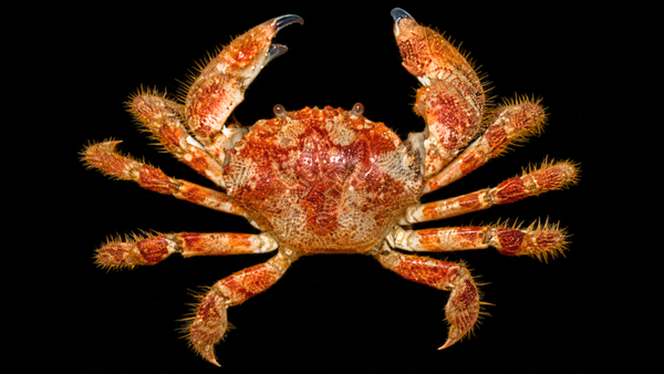 Scaly Rock Crab (Plagusia squamosa) | Preserved Crab Specimen | Real Marine Crab