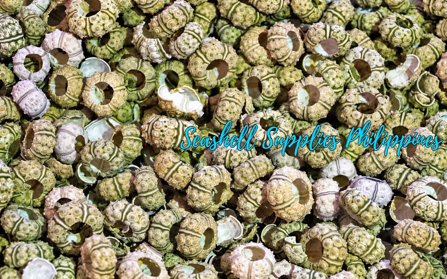 Knobby Green Sea Urchins