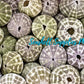 Sea Urchin Swake