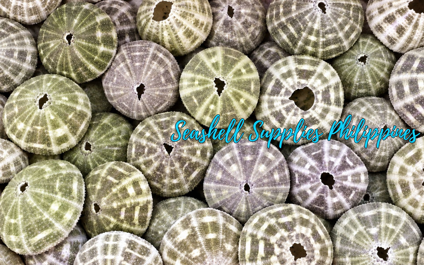 Sea Urchin Swake