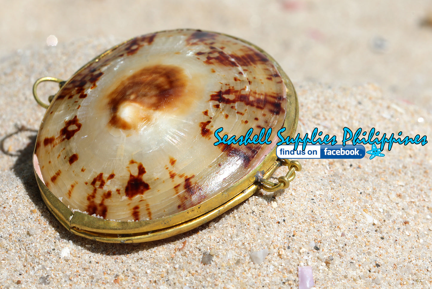 Coin Purse | Pill Box | Jewelry Holder | Made of Real Seashells