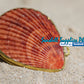 Coin Purse | Pill Box | Jewelry Holder | Made of Real Seashells