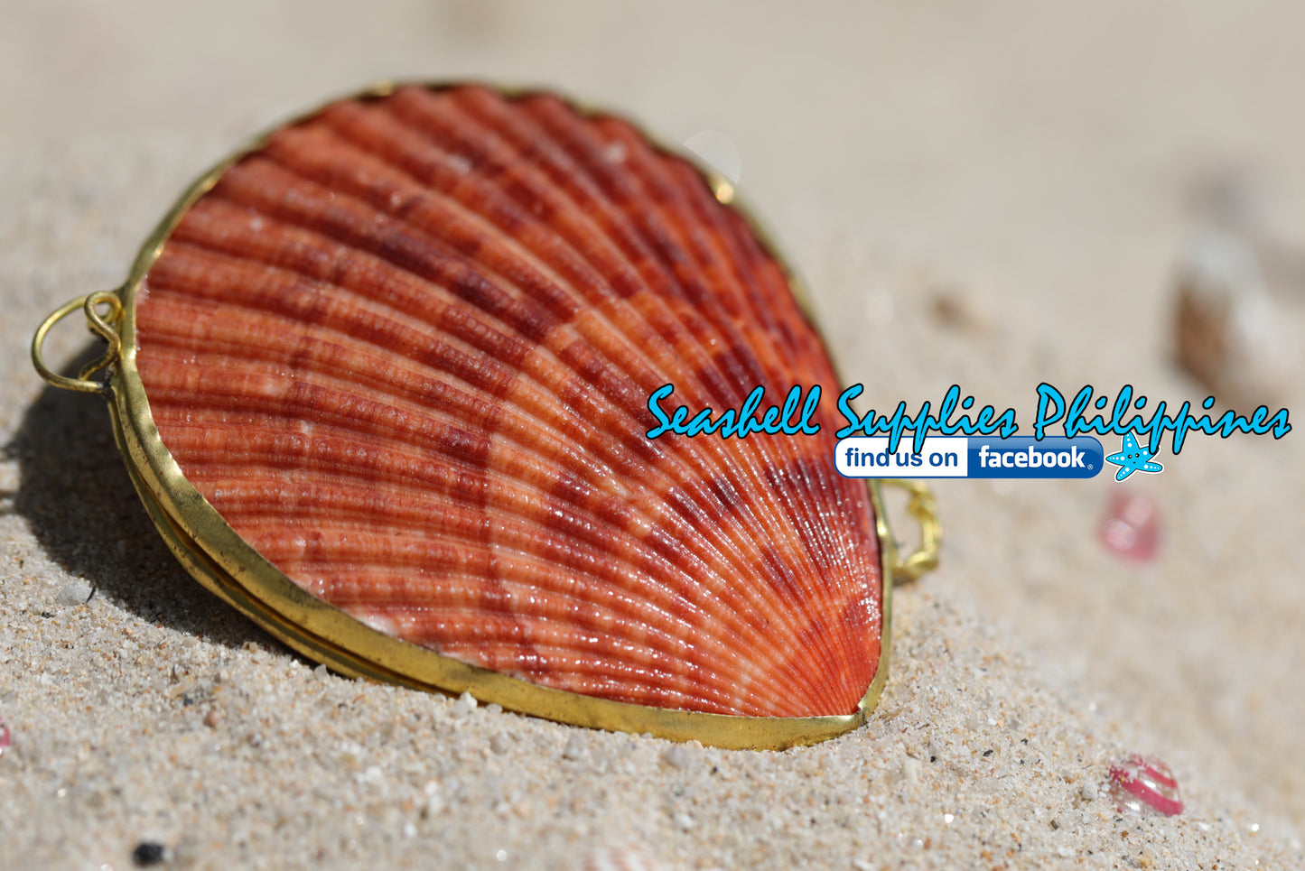 Coin Purse | Pill Box | Jewelry Holder | Made of Real Seashells
