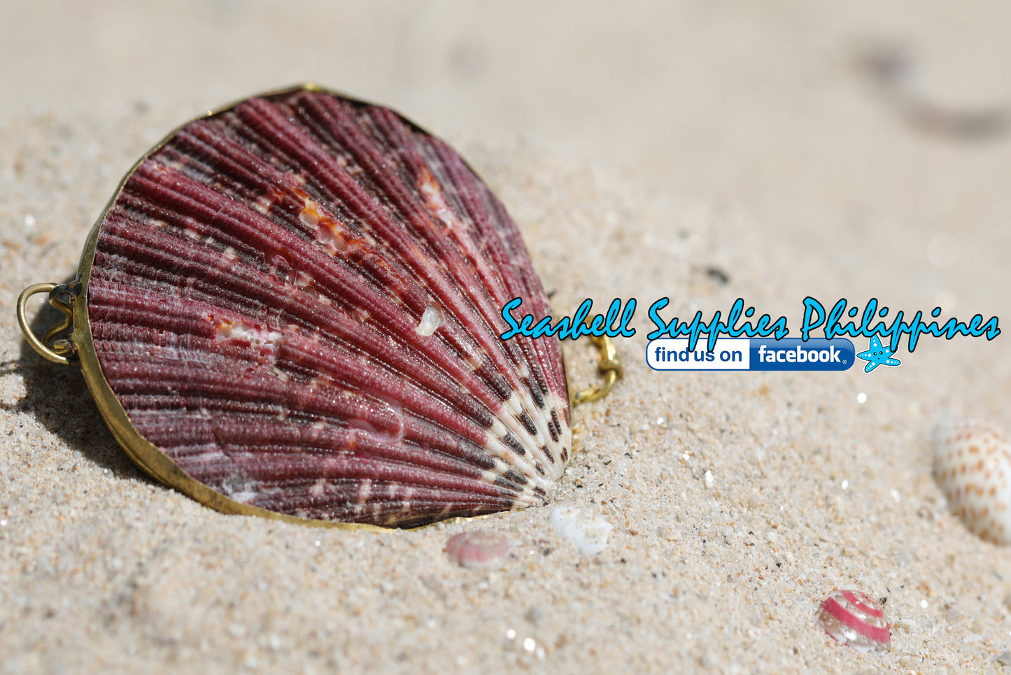 Coin Purse | Pill Box | Jewelry Holder | Made of Real Seashells