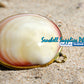 Coin Purse | Pill Box | Jewelry Holder | Made of Real Seashells