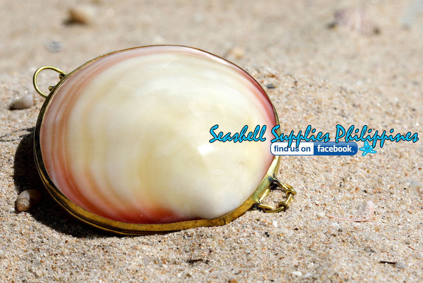 Coin Purse | Pill Box | Jewelry Holder | Made of Real Seashells