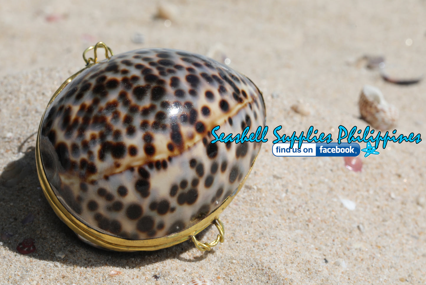 Coin Purse | Pill Box | Jewelry Holder | Made of Real Seashells