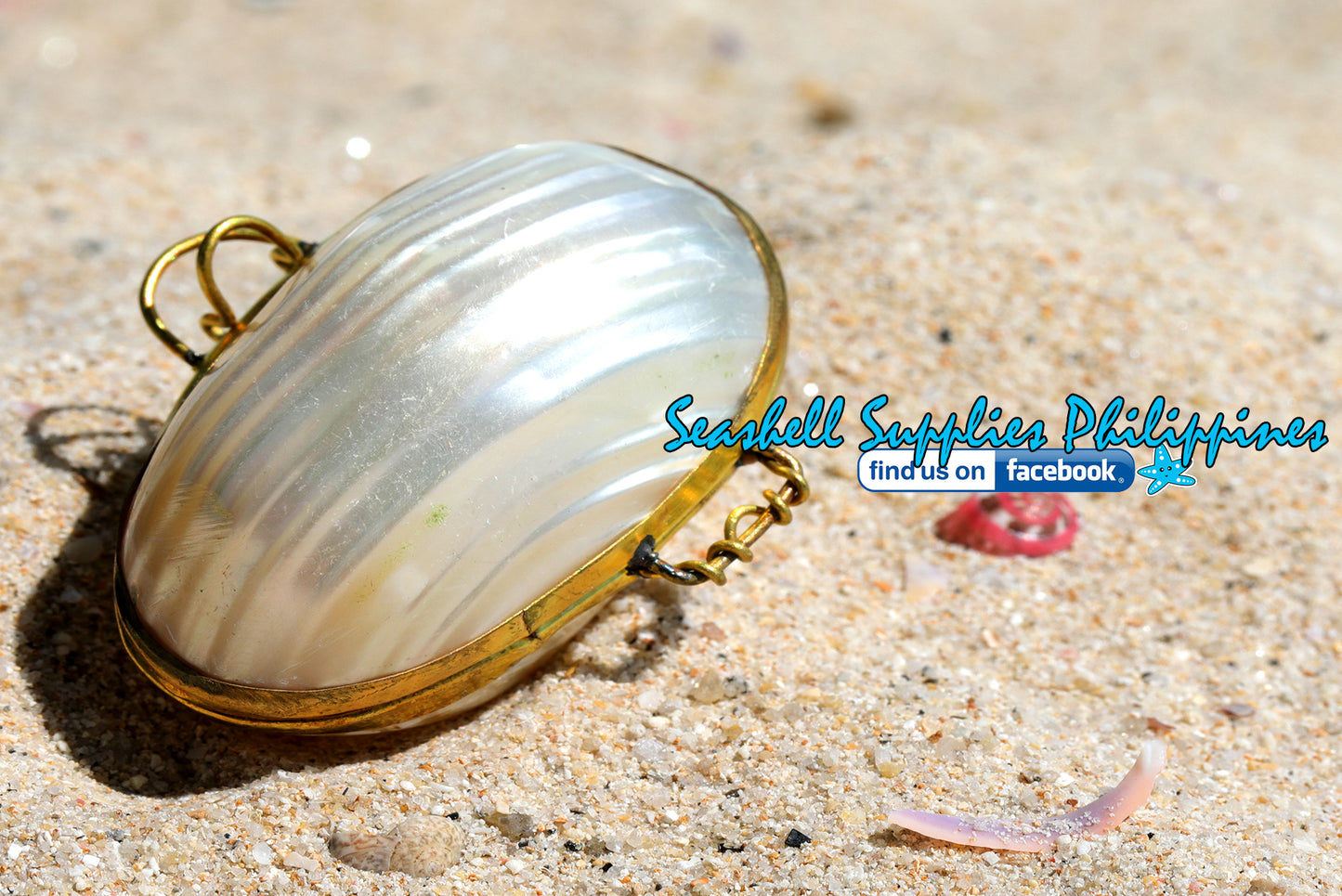 Coin Purse | Pill Box | Jewelry Holder | Made of Real Seashells