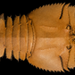 Slipper Lobster (Thenus orientalis) | Preserved Lobster Specimen | Real Balmain Bug (Pitik-pitik)