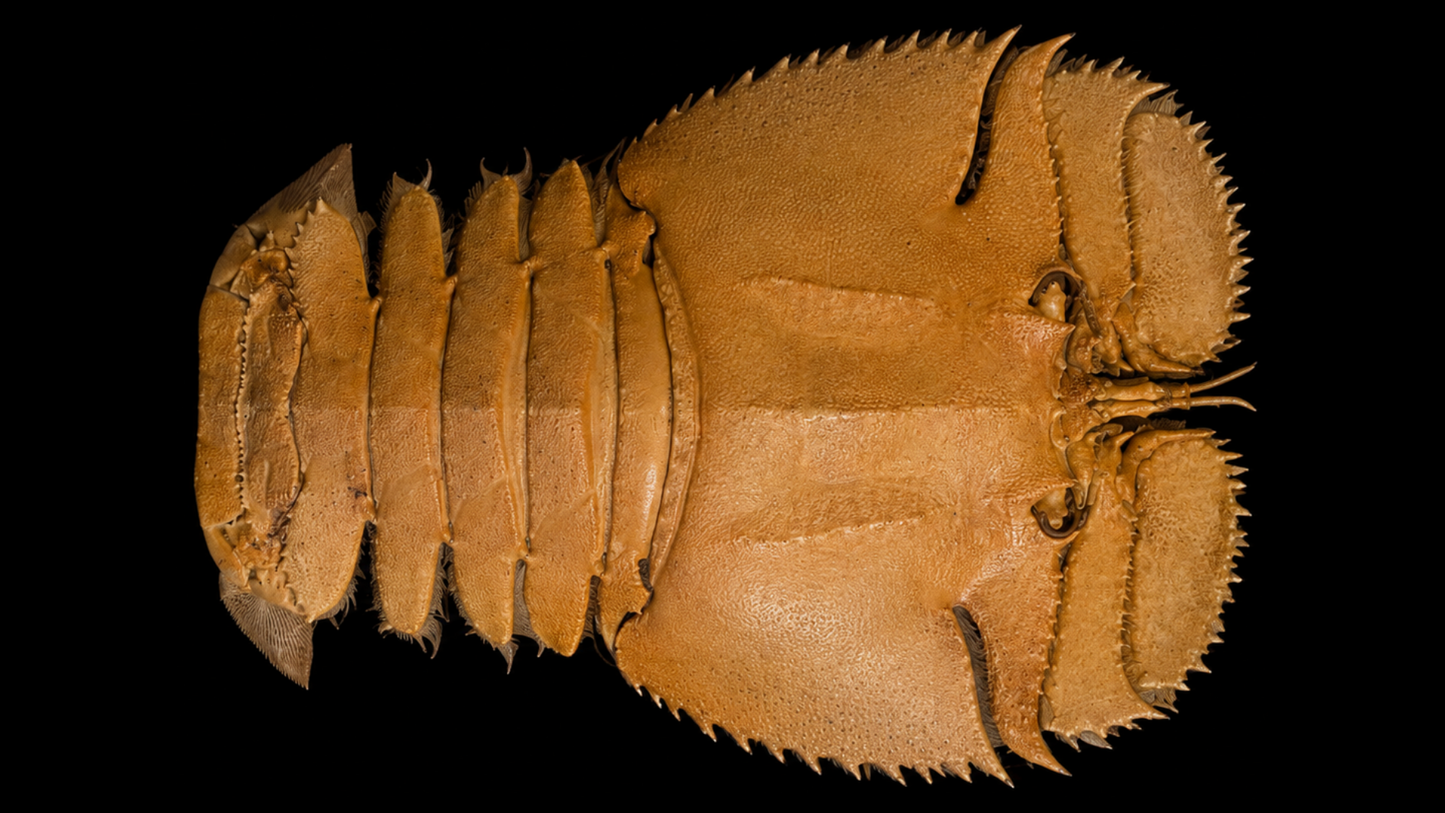 Slipper Lobster (Thenus orientalis) | Preserved Lobster Specimen | Real Balmain Bug (Pitik-pitik)
