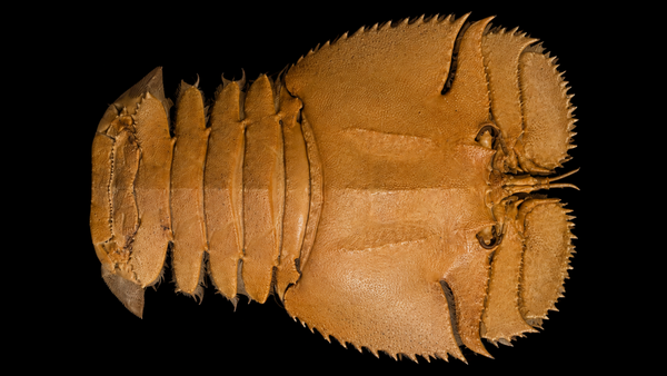 Slipper Lobster (Thenus orientalis) | Preserved Lobster Specimen | Real Balmain Bug (Pitik-pitik)