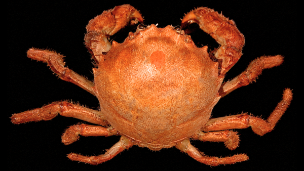 Small True Crab (Infraorder Brachyura) | Preserved Crab Specimen | Real Marine Crab