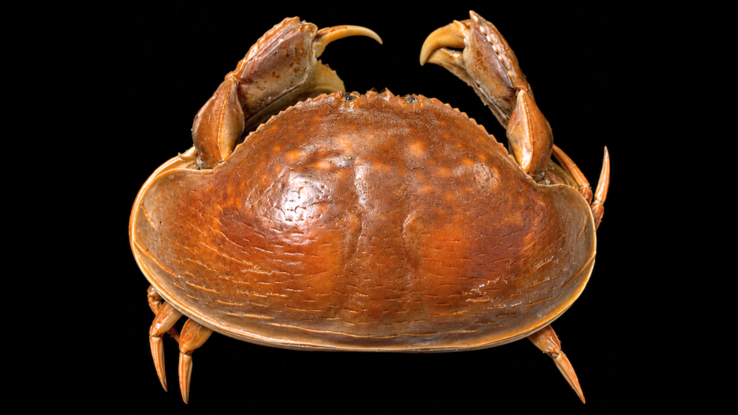 Smooth Box Crab (Calappa calappa) | Preserved Crab Specimen | Real Giant Box Crab