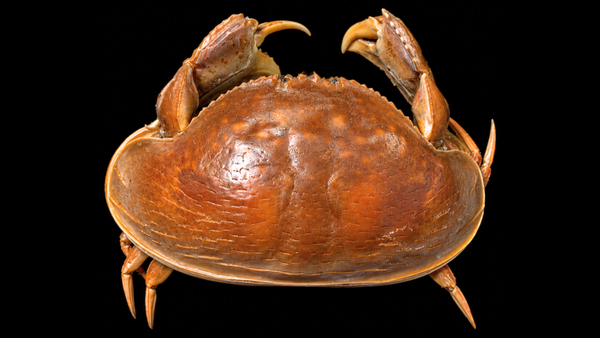 Smooth Box Crab (Calappa calappa) | Preserved Crab Specimen | Real Giant Box Crab