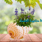 Plant Holder | Trinket | Soap Dish | Tonna Galea Seashell