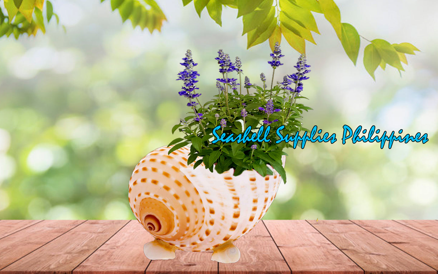Plant Holder | Trinket | Soap Dish | Tonna Galea Seashell