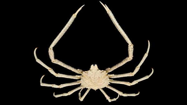 Spider Crab (Carcinoplax longimana) | Preserved Crab Specimen | Real Marine Crab