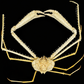Spider Crab (Pleistacantha moseleyi) | Preserved Crab Specimen | Real Deep-water Spider Crab