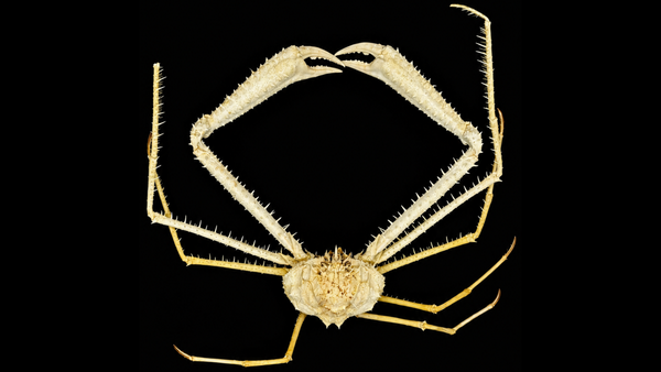 Spider Crab (Pleistacantha moseleyi) | Preserved Crab Specimen | Real Deep-water Spider Crab