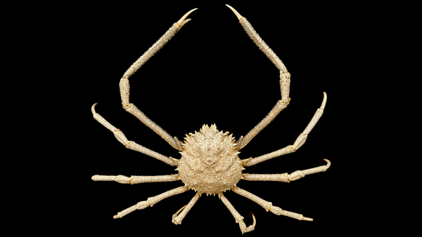 Spider Crab (Micippa philyra) | Preserved Crab Specimen | Real Marine Spider Crab