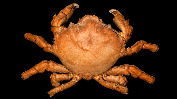 Spider Crab (Tumidodromia dormia) | Preserved Crab Specimen | Real Sleepy Sponge Crab