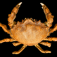 Sponge Crab (Conchoecetes artificiosus) | Preserved Crab Specimen | Real Marine Crab
