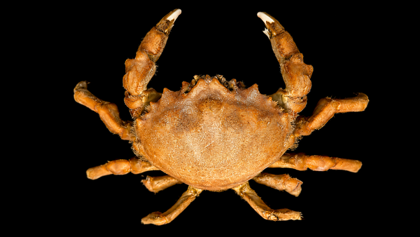 Sponge Crab (Conchoecetes artificiosus) | Preserved Crab Specimen | Real Marine Crab